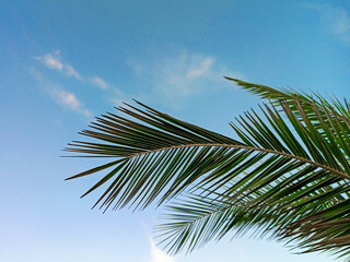Naklejka premium Palm tree on a background of blue sky with white clouds on a sunny day. Beautiful tropical landscape of dreams on a summer background for rest and relax