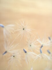 Closeup white Dry dandelion seeds flower on bright background with soft focus ,macro image ,smooth color for card design ,wallpaper, abstract background