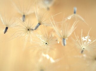 Closeup white Dry dandelion seeds flower on bright yellow background with soft focus ,macro image ,smooth color for card design ,wallpaper, abstract background