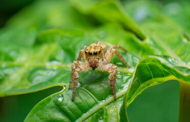 beautiful closeup photos of insects