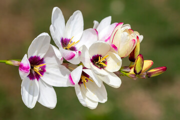 African corn lily flower in garden