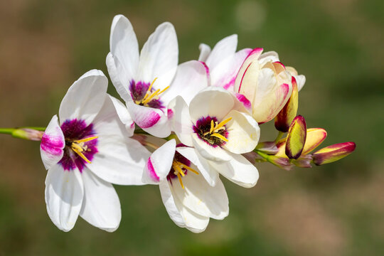 African Corn Lily Flower In Garden