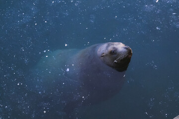sea lion swimming