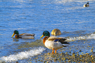 ducks in the water