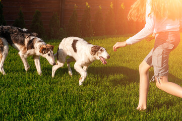 Fototapeta na wymiar girl plays with her dog on the lawn in the garden. Playing with animals while at home. Raising Pets