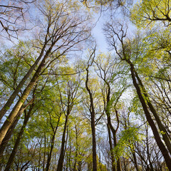 Buchenwald im Frühling, Nordrhein-Westfalen, Deutschland, Europa