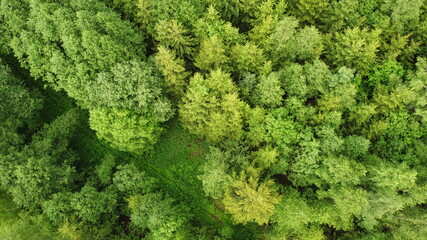 Aerial view of forest during a summer day. Green trees top view. Photo from birds eye view.