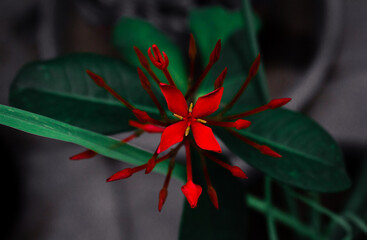 Red Ixora Flower top view / X shape flower © Purvit