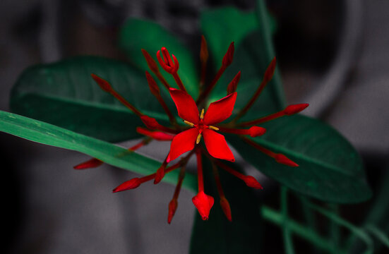 Red Ixora Flower top view / X shape flower
