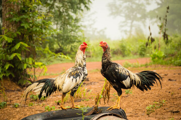 rooster in the grass