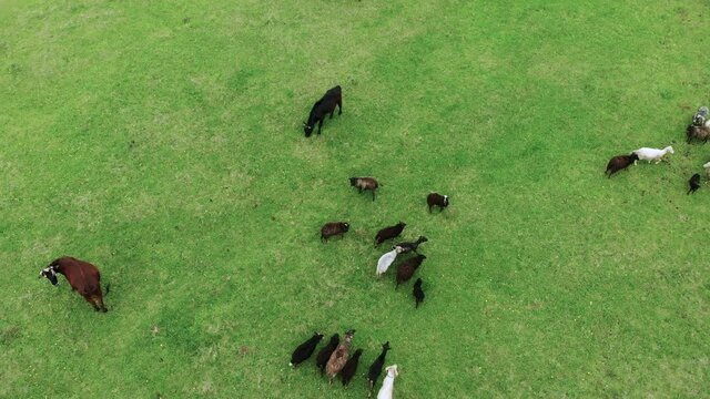 Sheep and cows run across the green field in the wild. The view from the drone aerial