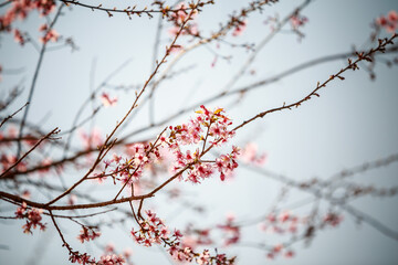 Wild Himalayan Cherry