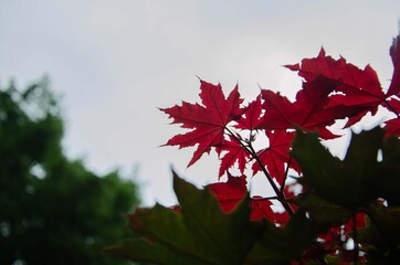Red maple leaves near burgundy leaves background
