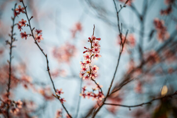 Wild Himalayan Cherry