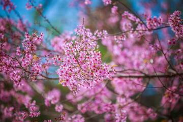 Wild Himalayan Cherry