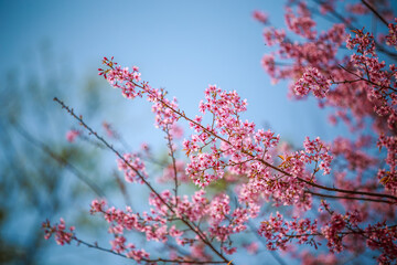 Wild Himalayan Cherry