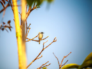 A bird perched on a branch