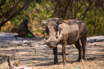 warthog in the wild
