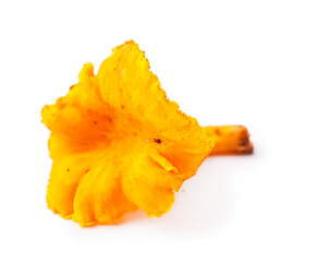 The cantharellus cibarius mushroom  isolated on a white background.