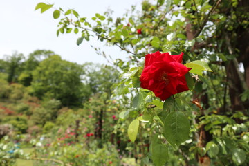 青空と見頃を迎えた赤いバラ
