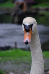 Fototapeta premium Big white swan head near background 