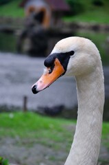 Big white swan head near background
