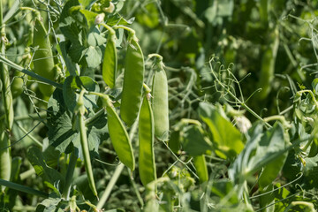 huge field of green peas