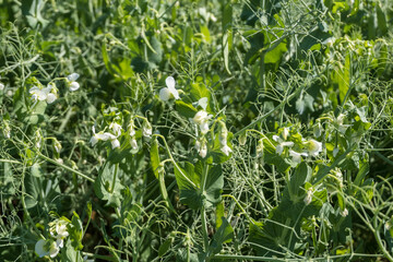 huge field of green peas
