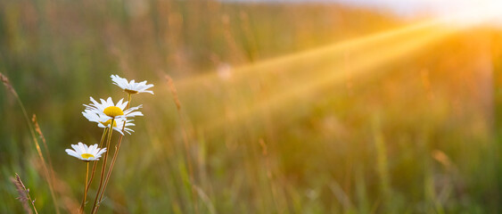 beautiful summer panorama of flowers on a field