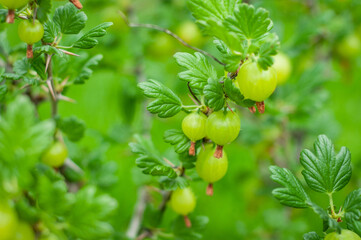 Very juicy and beautiful branch of gooseberry with ripe berries on a background of green grass