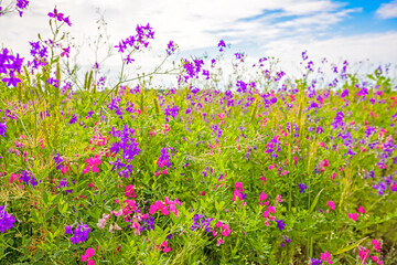 Obraz premium Beautiful background of blooming field flowers at blue sky background during summer.