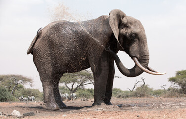 A close up of a single large Elephant (Loxodonta africana) in Kenya.