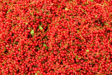 Red currants are sold on the counter in the bazaar.