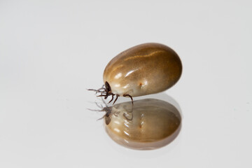 Castor bean tick, engorged with a blood meal, crawling on a reflecting surface