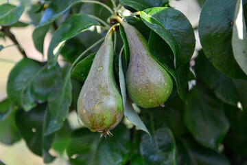 Pears that ripen in the garden