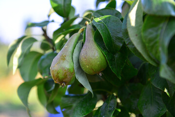 Pears that ripen in the garden