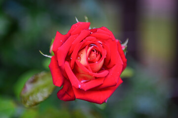 Flowers ripening in the garden allow you to enjoy not only the look and aroma, but the observation of the full cycle of flowering, growth and ripening of the plant.