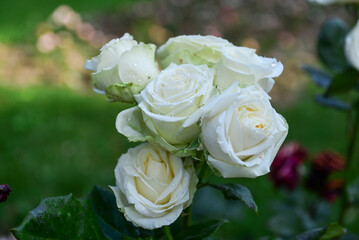 Flowers ripening in the garden allow you to enjoy not only the look and aroma, but the observation of the full cycle of flowering, growth and ripening of the plant.
