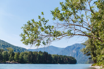 branch of tree and mountain landskape with river