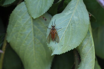Goldgelbe Schnepfenfliege - Rhagio tringarius