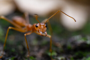 beautiful macro closeup shots of insects