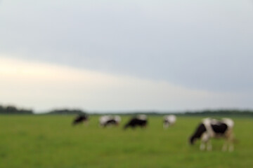 blurred background with five silhouettes of cows in the meadow. rural landscape out of focus