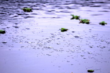 bubbles on the surface of pond