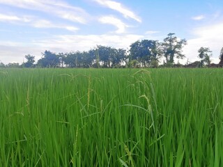green field and blue sky