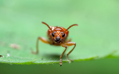 beautiful macro closeup shots of insects