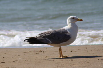 Gabbiano sulla sabbia