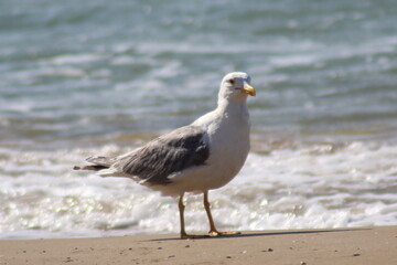 Gabbiano in spiaggia