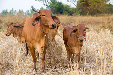 Cows  standing on rice fields,Thai breed of cows that were raised in the rice fields.
