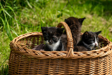Fototapeta na wymiar Kittens look out of the basket at a new wonderful world.