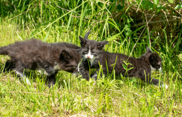 Kittens running around and playing on the grass.